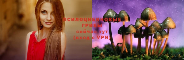 прущие грибы Вязьма