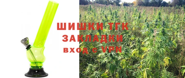 прущие грибы Вязьма