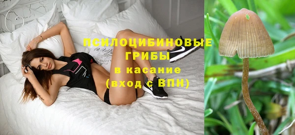 прущие грибы Вязьма
